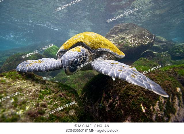 Adult green sea turtle Chelonia mydas agassizii underwater off the west side of Isabela Island in the waters surrounding the Galapagos Island Archipeligo