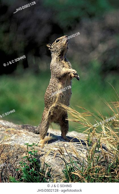 California Ground Squirrel, Citellus beecheyi, Monterey, California, USA, adult standing upright on rock
