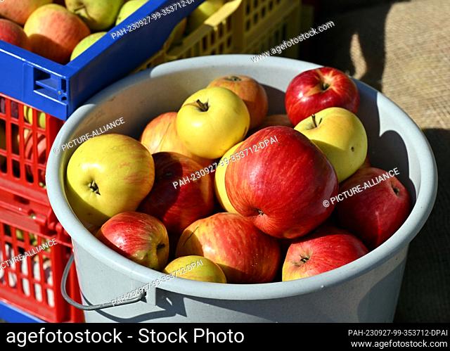 27 September 2023, Thuringia, Erfurt: Apples lie at a mobile cidery operated by GL ObstNatur UG, a subsidiary of the Green League of Thuringia