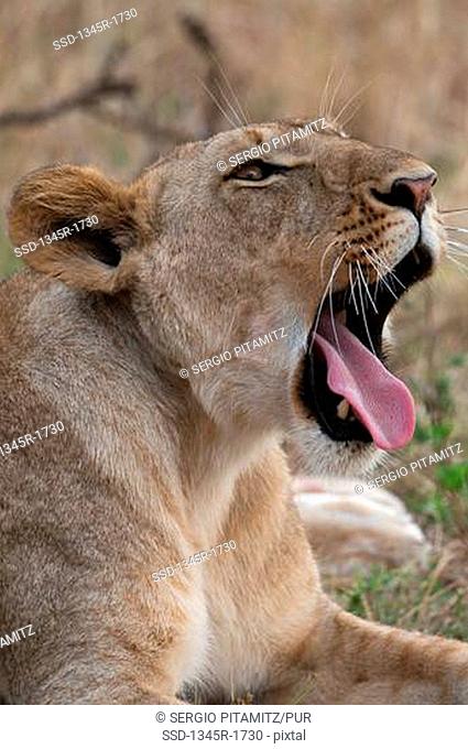 Africa, Kenya, Masai Mara, close up of roaring Lion Panthera leo