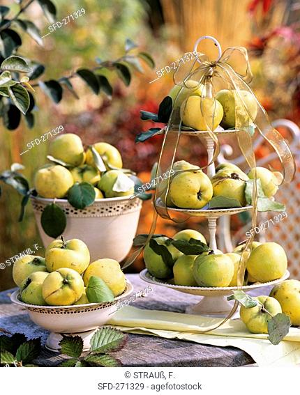 Apple quinces (Cydonia 'Konstantinopler')