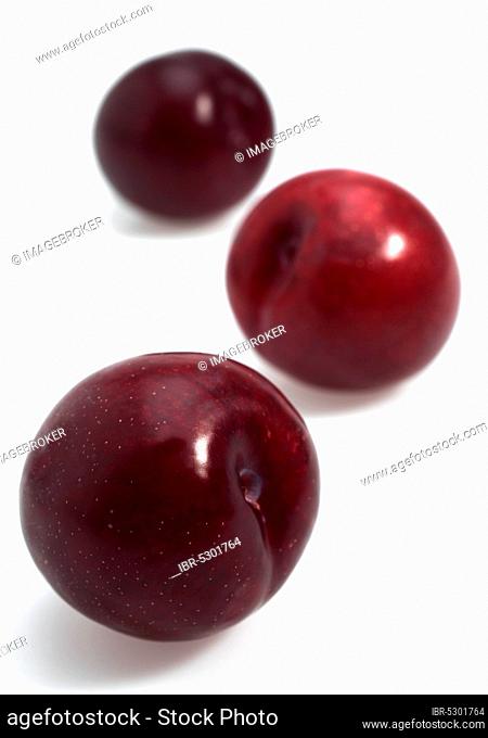 Prunus × domestica, plum, cultivated plum, rose family, red plums, prunus domesticas against white background