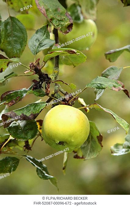 Cultivated Apple Malus domestica 'King's Acre Bountiful', English culinary variety, fruit on tree in orchard, Shropshire, England