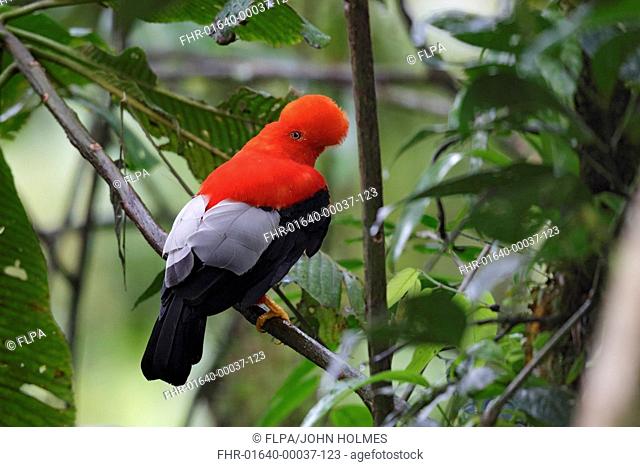 Andean Cock-of-the-rock (Rupicola peruviana) adult male, perched on branch, Paz des Aves, Mindo, Andes, Pichincha Province, Ecuador, February