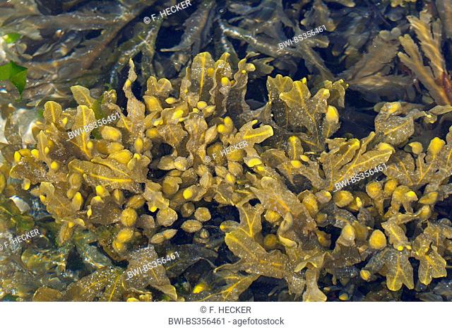 Spiral wrack, Flat wrack, Jelly bags, Spiraled Wrack (Fucus spiralis), wrack in shallow water, Germany