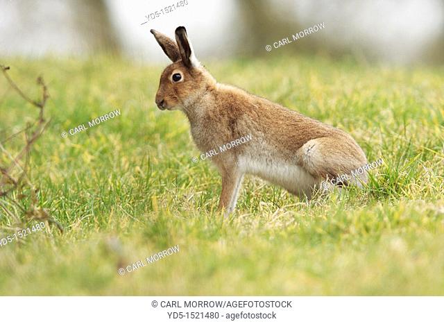 Irish Hare Lepus timidus hibernicus