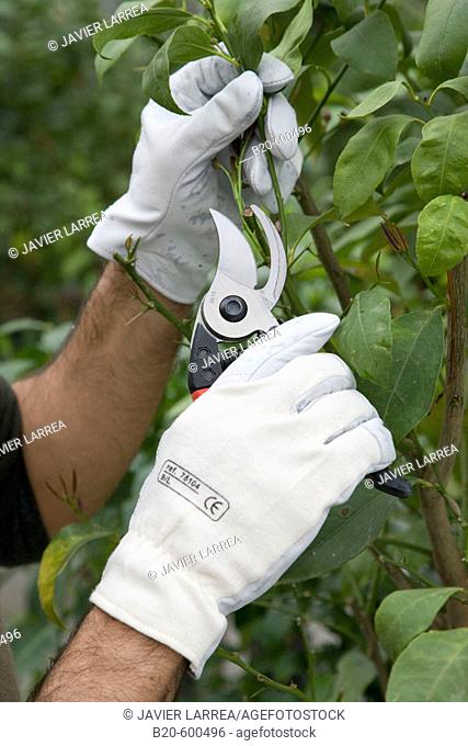 Gardener pruning lemon tree. Garden, Tree nursery. Gipuzkoa, Euskadi. Spain