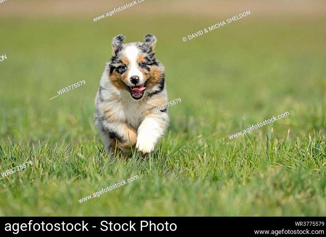 Australian shepherd puppy running on a meadow, Bavaria, Germany, Europe