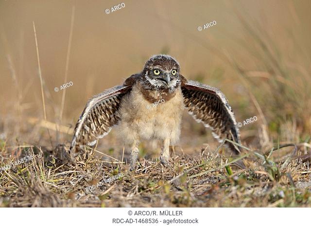 Burrowing owl juv, Florida, Athene cunicularia