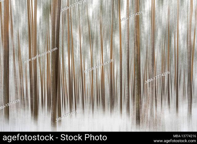 Forest in winter, covered in deep snow