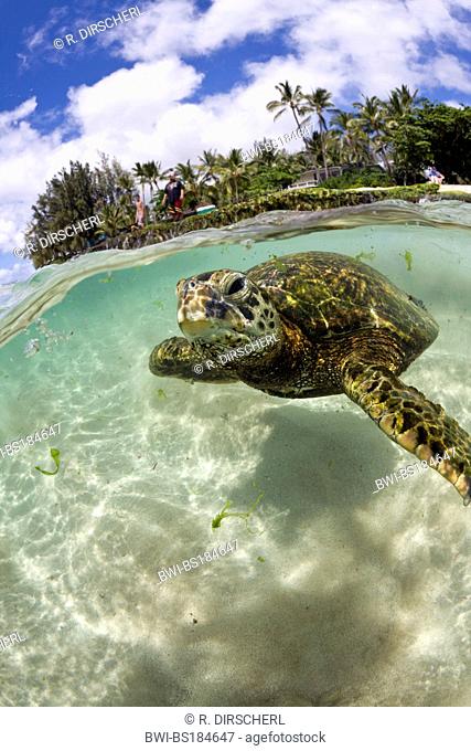 green turtle, rock turtle, meat turtle (Chelonia mydas), at Haleiwa Beach Park, USA, Hawaii, Pacific, Oahu