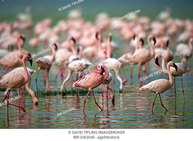 Lesser Flamingos (Phoenicopterus minor) on Lake Nakuru, Kenya, Africa