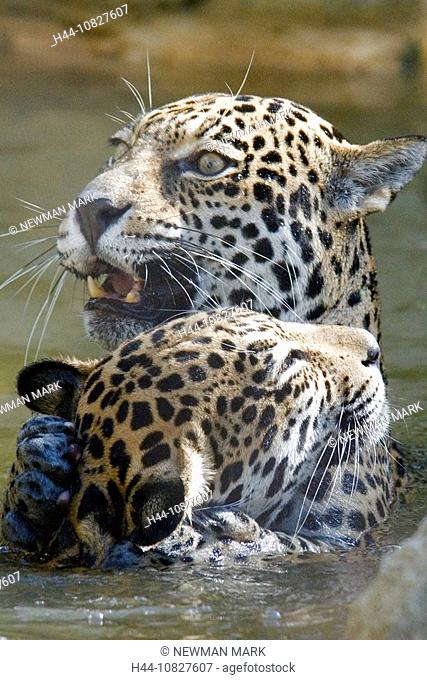 Jaguar, Panthera onca, cat, big cat, Two, animals