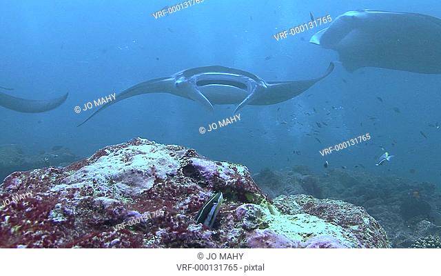 Blennie family Blennidae in rock mantas pass over, Indian ocean, Maldives