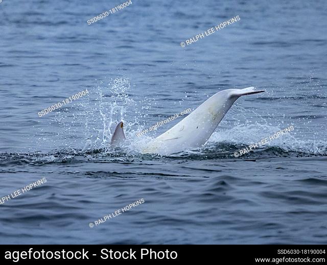 Rare sighting in Monterey Bay, ""Casper, "" white or lucistic Risso Dolphin (Grampus griseus), Monterey Bay National Marine Reserve, Pacific Ocean, California