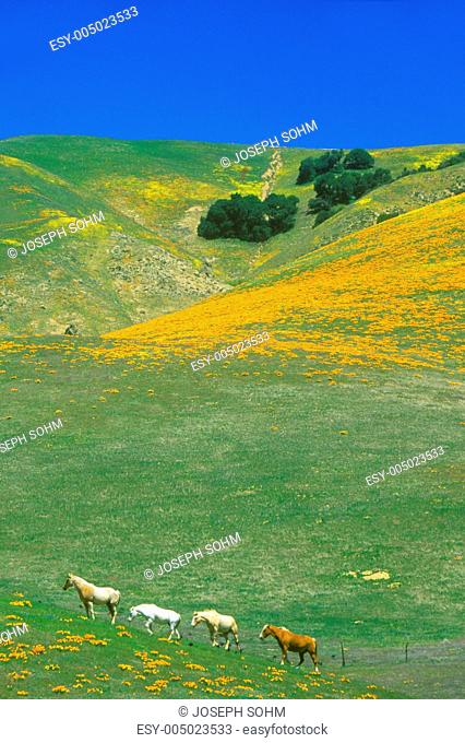 Field of California poppies in bloom with wildflowers, Lancaster, Antelope Valley, CA