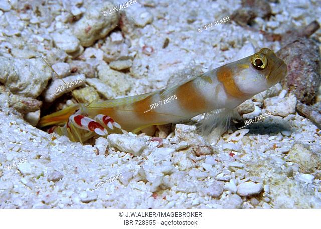 Randall's Pistol Shrimp (Alpheus randalli) and Magnus Prawn Goby (Amblyeleotris sungami), Palau, Pacific Ocean, Oceania