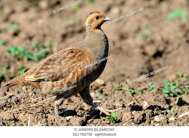 Grey Partridge, Gray Partridge (Perdix perdix). Adult walking on soil. Germany