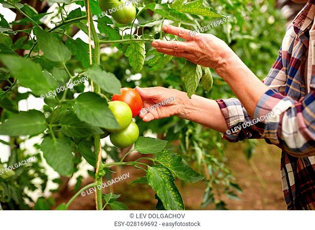 farming, gardening, agriculture, harvest and people concept - hands of senior woman picking tomatoes at farm greenhouse