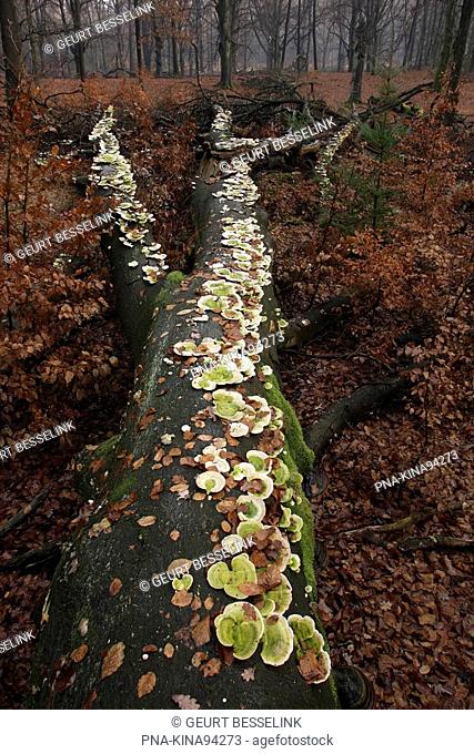 Artist’s Conk Ganoderma lipsiense - National Park De Hoge Veluwe, Guelders, The Netherlands, Holland, Europe