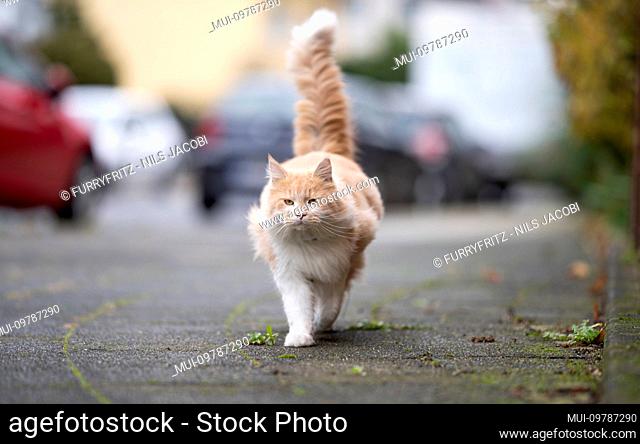 cream tabby white maine coon cat with fluffy tail walking on sidewalk next to street with parking cars looking at camera