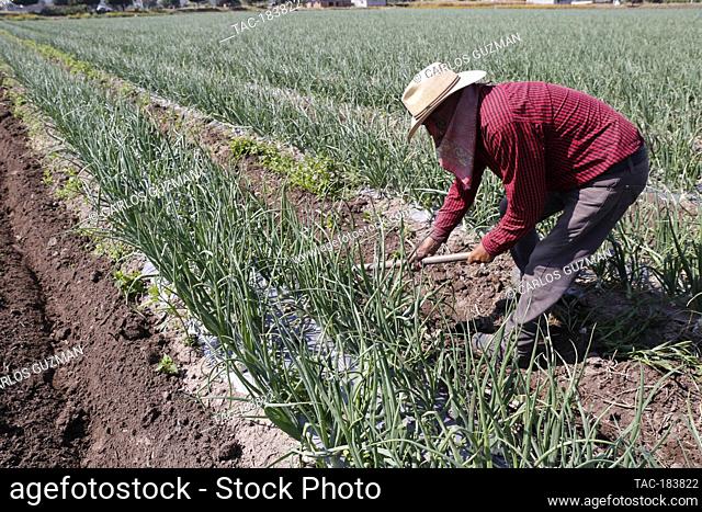 COPANDARO, MEXICO - NOVEMBER 12: A farmer is seen working during the vegetable harvest amid the new Covid-19 pandemic on November 12, 2020 in Copandaro, Mexico
