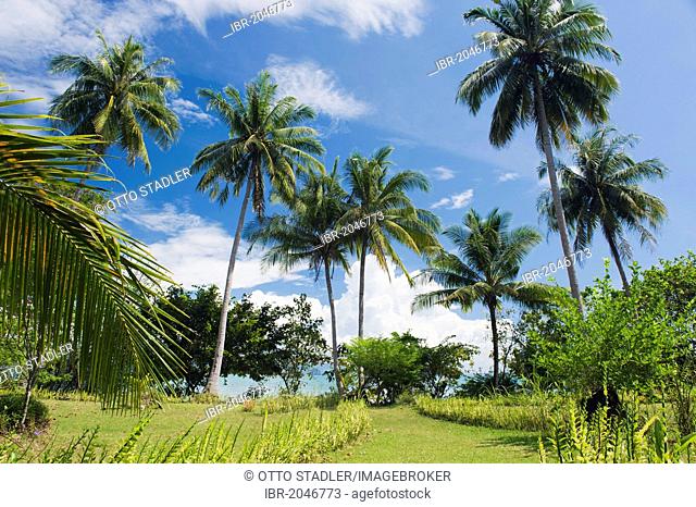 Coconut trees in the garden, Koh Yao Noi island, Phang Nga, Thailand, Southeast Asia, Asia