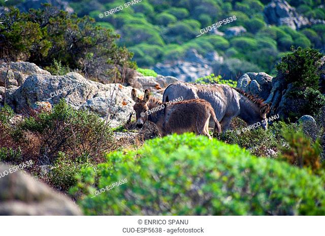 Asinara Island National Park, Porto Torres, North Sardinia, Italy, Europe