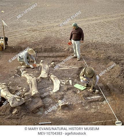 Team cleaning exposed elements of the fore and hind limbs of a Sauropod dinosaur in Niger, 1988