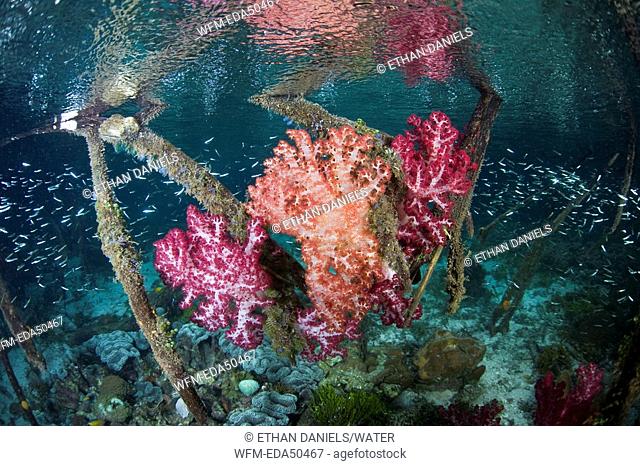 Colorfully Soft Corals in Mangroves, Dendronephthya, Raja Ampat, West Papua, Indonesia