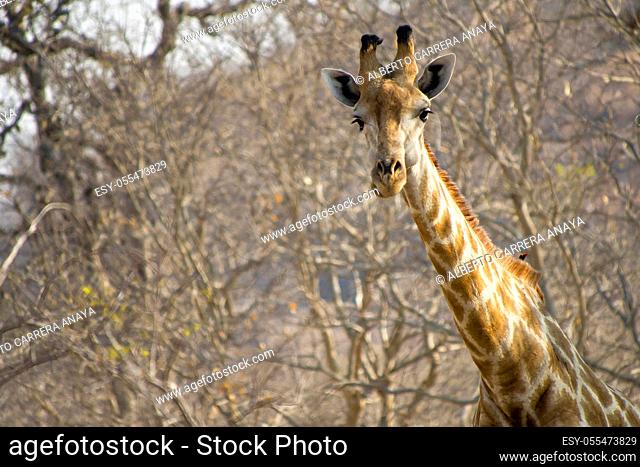 Giraffe, Giraffa camelopardis, Chobe National Park, Botswana, Africa
