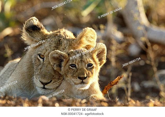 Lion (Panthera leo) adult and cub portrait, South Africa, Mpumalanga, Kruger National Park