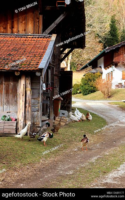 Hike near Kaltenbrunn, Schlatan, chickens and entrances take a spring walk outdoors, spring slowly creeps into the valley, atmospheric, Europe, Germany, Bavaria