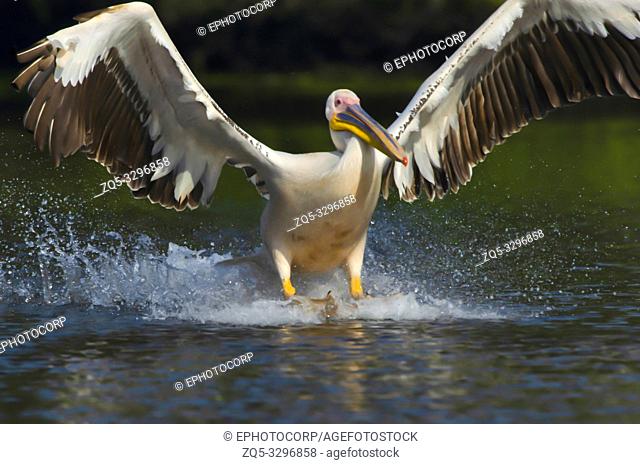 Great White Pelican in flight, Pelecanus onocrotalus, Keoladeo National Park, Bharatpur, India