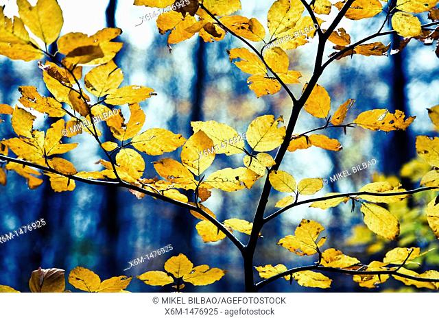 European Beech or Common Beech Fagus sylvatica  Leaves in autumn  Gorbea Natural Park  Basque Country, Spain, Europe