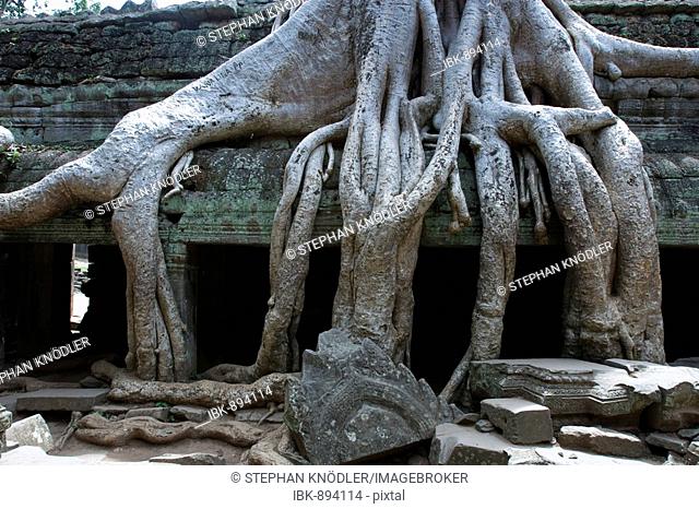Tree roots on ruins in the Ta Prohm Temple, Siem Reap, Cambodia, Southeast Asia