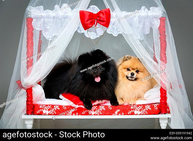 Beautiful spitz wedding couple lying on bed over grey background. happy newlyweds. first night. copy space