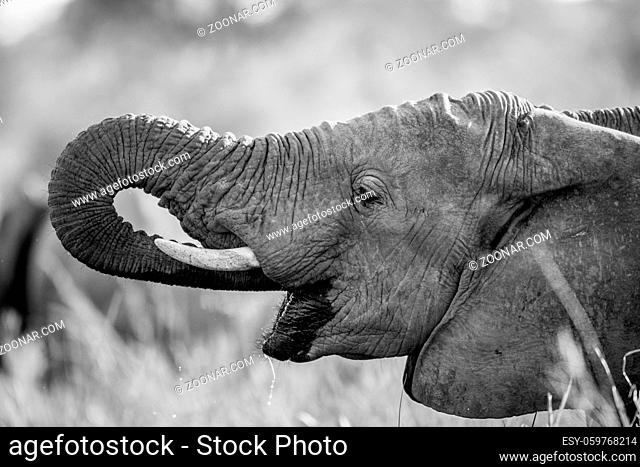 Elephant drinking in black and white in the Kruger National Park, South Africa