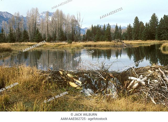 Dam and Pond built by Beaver (Castor canadensis) Grand Teton NP