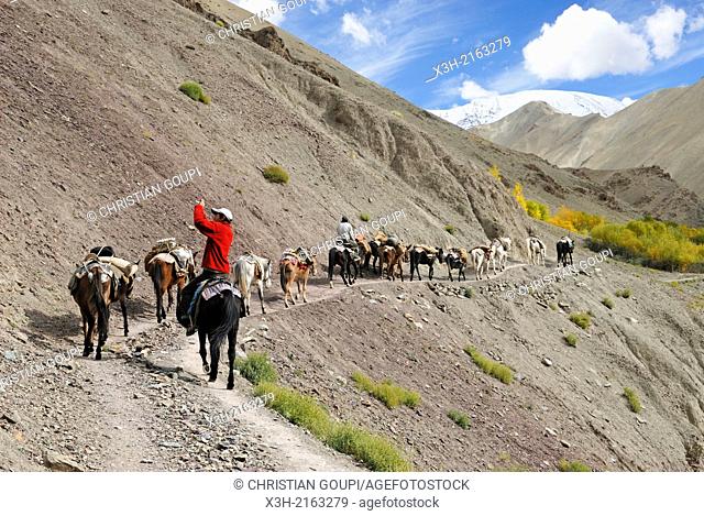 caravan on a mule track, Hemis National Park, Zingchen gorge, , Ladakh region, state of Jammu and Kashmir, India, Asia