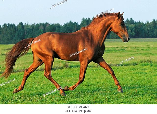 Lusitano horse - trotting on meadow
