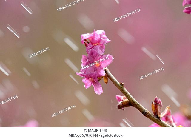 tintorell, Daphne mezereum, rain, blossom