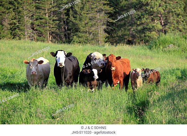 Beefalo, Bos taurus x Bison bison, Kalispell, Montana, USA, herd on grazing land