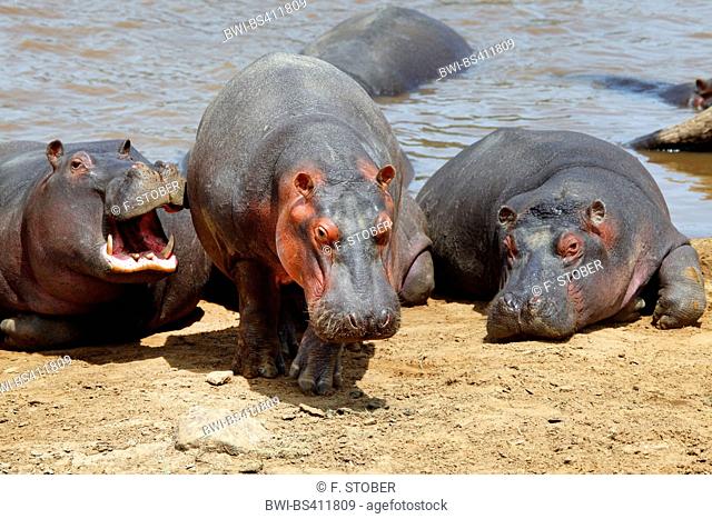 hippopotamus, hippo, Common hippopotamus (Hippopotamus amphibius), group at riverbank, Kenya, Masai Mara National Park