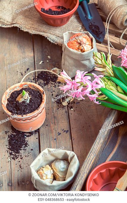 Gardening and planting concept. Seedlings garden tools, tubers (bulbs) gladiolus and hyacinth, flowers pink hyacinth. Toned and processing photo