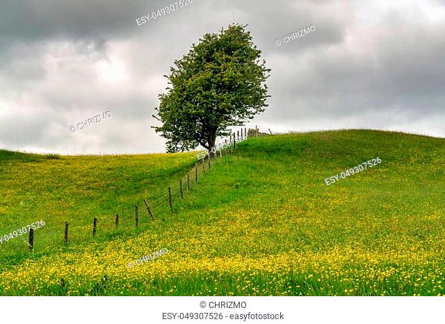 A lone tree alongside a fence in a flower filled meadow, under a cloudy sky in The Yorkshire Dales
