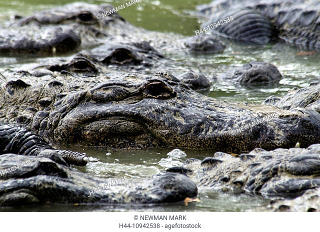 american alligator, alligator mississippiensis, Florida, USA, everglades, alligator, animal, crocodile, group