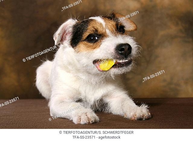 eating Parson Russell Terrier