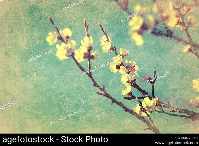 Cherry blossom with grunge texture overlay