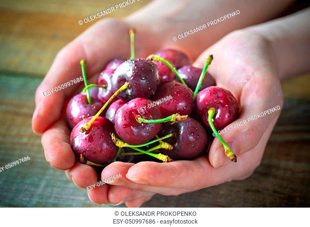 Woman's hands holding fresh cherries on the wooden background